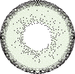 Annouda Jade Horizon 6-Month Colored Contact Lenses – Fresh, Luminous & Natural Green